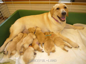 アーニャと仔犬